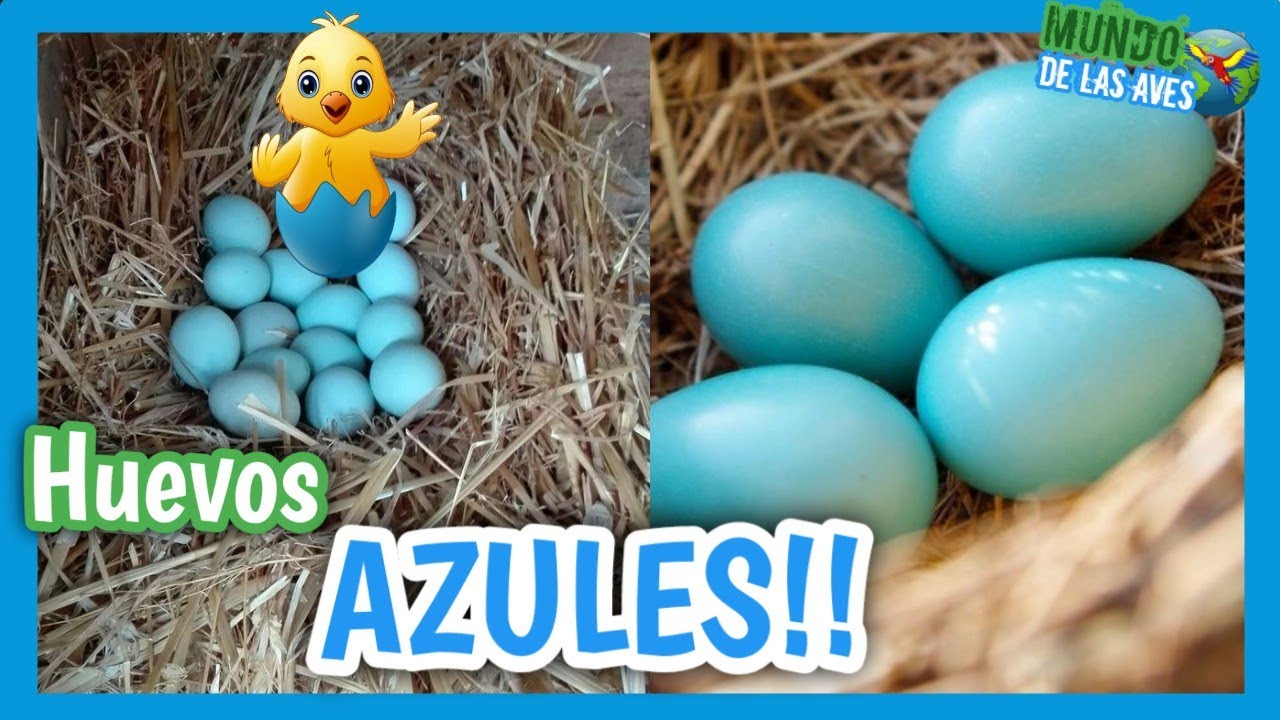 Huevos azules en España: qué son, de qué gallinas salen y dónde comprarlos