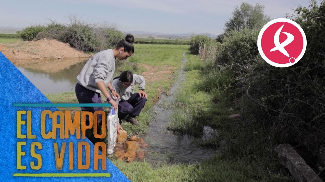 Servidumbre de acequia de riego en España: qué es, cuándo existe y qué derechos implica