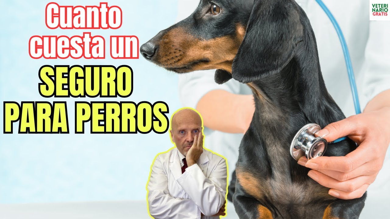 Seguro de responsabilidad civil para perros en España: qué cubre, cuánto cuesta y cuál necesitas